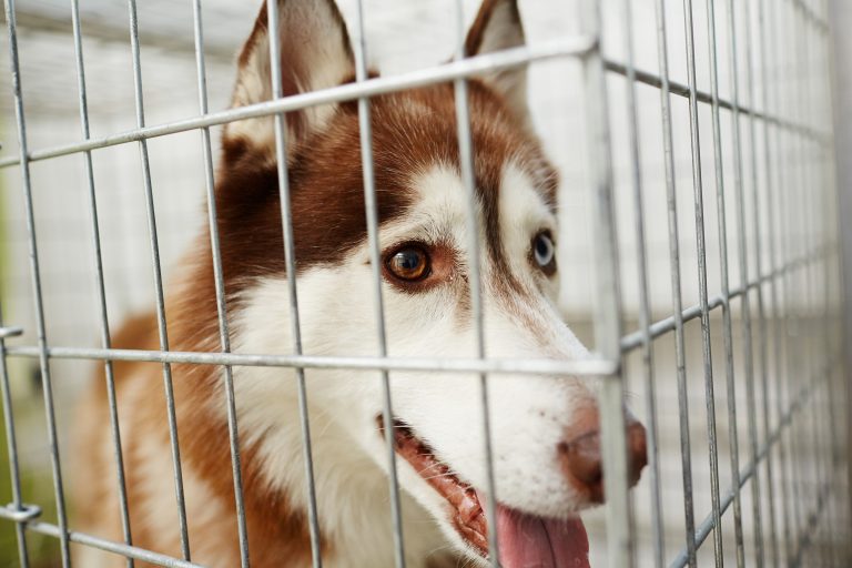 dog-in-cage-2021-09-24-03-31-31-utc
